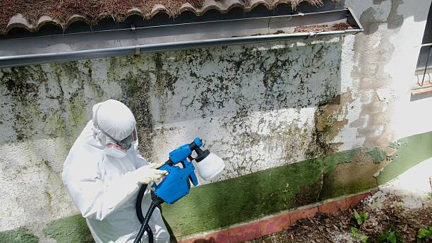 Trusted Attic Mold Removal service in Minneapolis, MN - Cheap Mold Removal